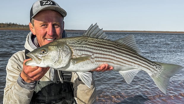 Group formed in P.E.I. to fight for striped bass protection after DFO ups allowable catch [Video]