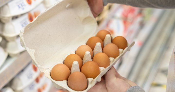 Egg prices soar in U.S. Whats keeping Canadas prices stable? – National [Video]