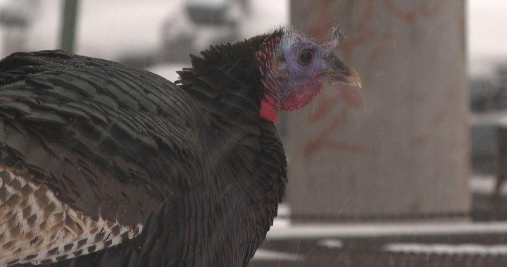 Wild turkeys are suddenly popping up throughout Montreal. Heres why [Video]