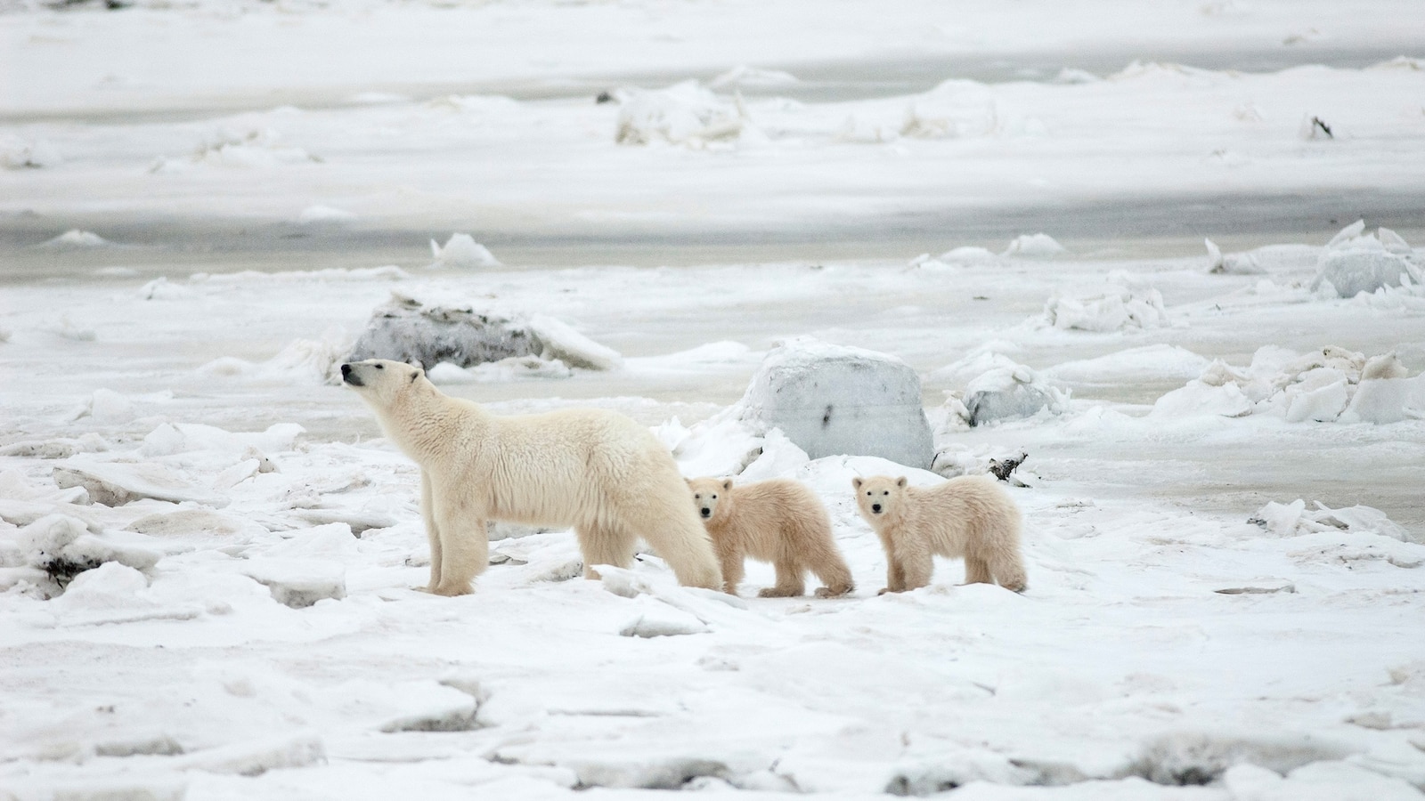 This is how much climate change has impacted polar bear populations [Video]