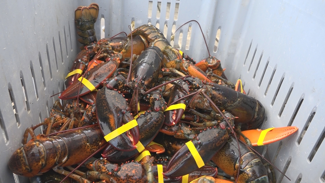 2025 US-Canada Lobster Town Meeting held in Bar Harbor, Maine [Video]