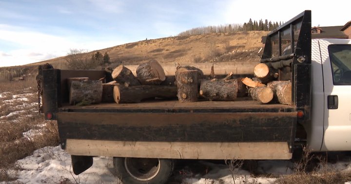 Town of Cochrane says legacy of the Grandfather Tree to be preserved [Video]