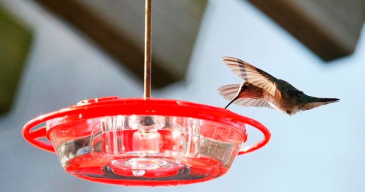 New study offers insight into hummingbirds hibernation-like rest [Video]