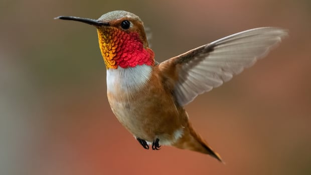 ‘Metabolic knife edge’: Study offers insight into hummingbirds’ hibernation-like rest [Video]