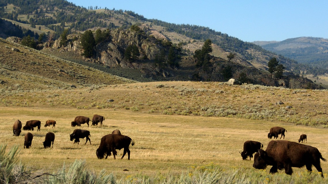 U.S. and Canadian Bison Associations warn tariffs may disrupt bison supply chain [Video]