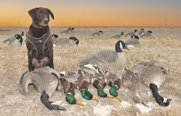 Nebraska provides exciting winter waterfowling action [Video]