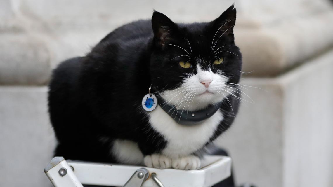 Palmerston returns as UK’s feline mouse catcher in Bermuda [Video]