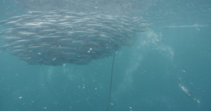 Critical B.C. herring being used for pet food say conservationists, First Nations [Video]