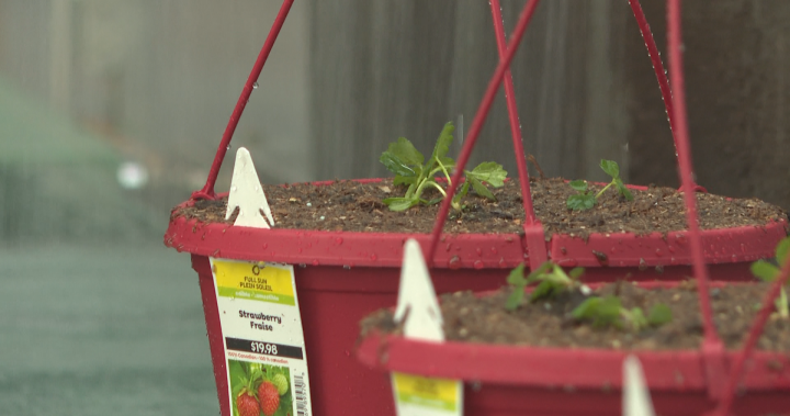 Big repercussions, big concerns: B.C. farmers worry about potential Trump tariffs – BC [Video]