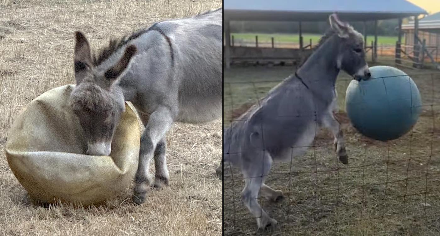 After His Beloved Yoga Ball Deflates, Downhearted Donkey Now Has Dozens of Donated Balls from Canadians [Video]