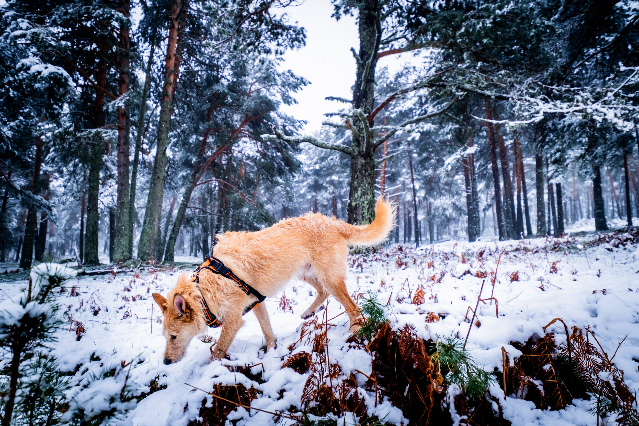 Hearts Melt As Dog Missing for Days Is Finally Found in the Woods [Video]