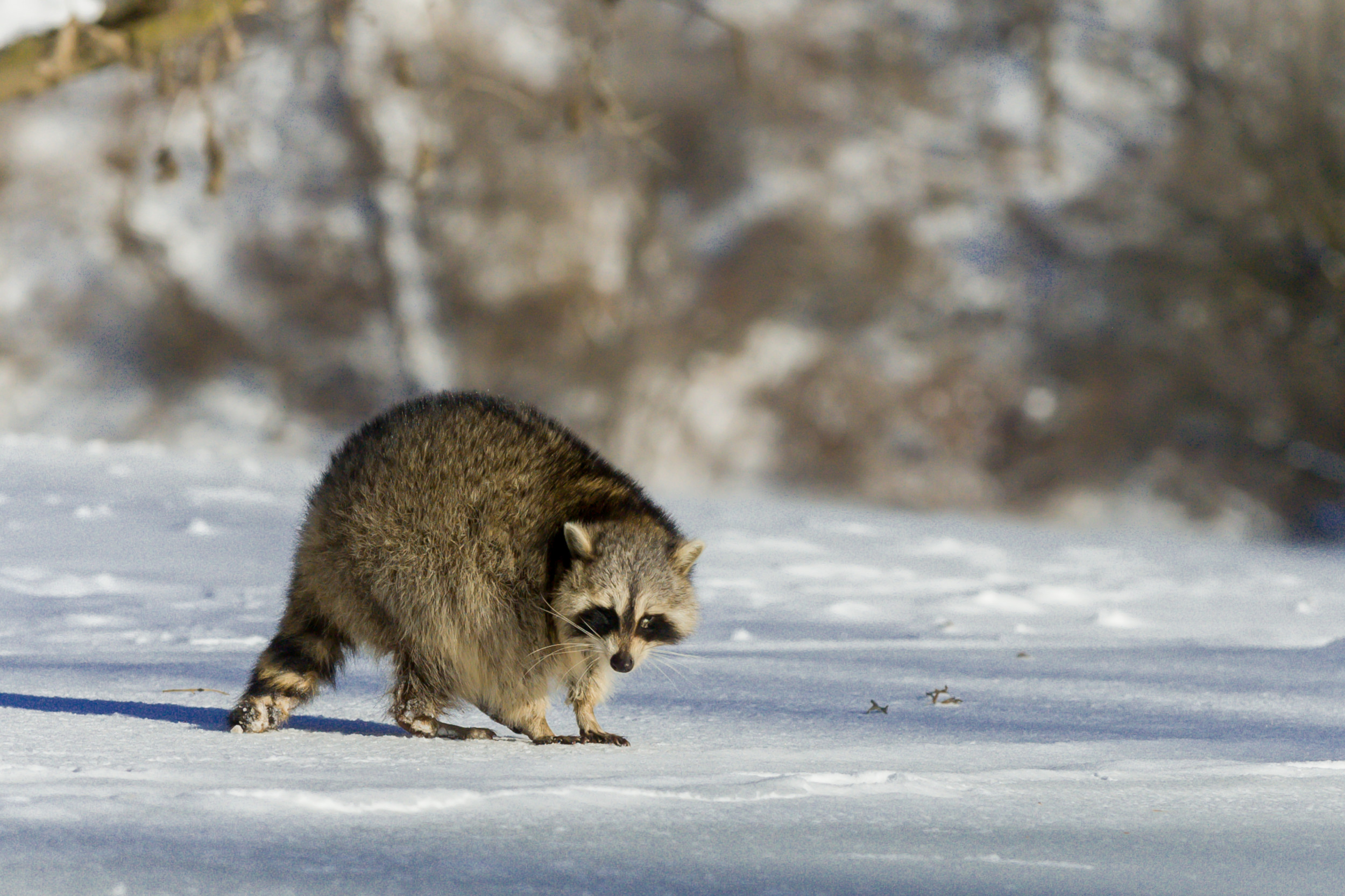 Sweet Thing Couple Do for Animals on Coldest Day’Need a Little Extra Help’ [Video]