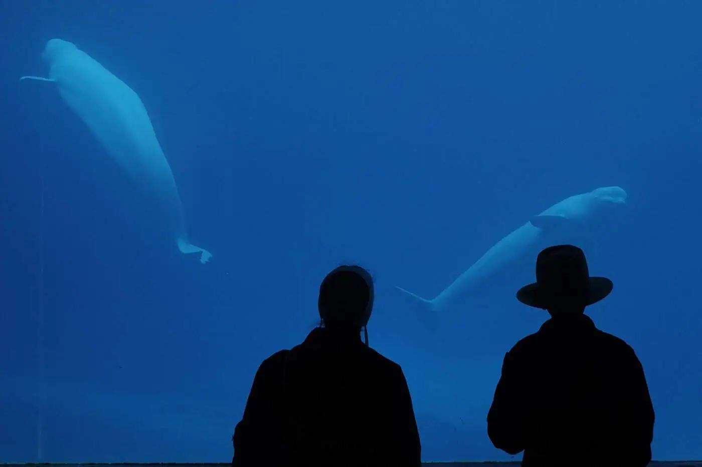 Marineland euthanizes a beluga whale after medical struggles in Niagara Falls, Ontario [Video]