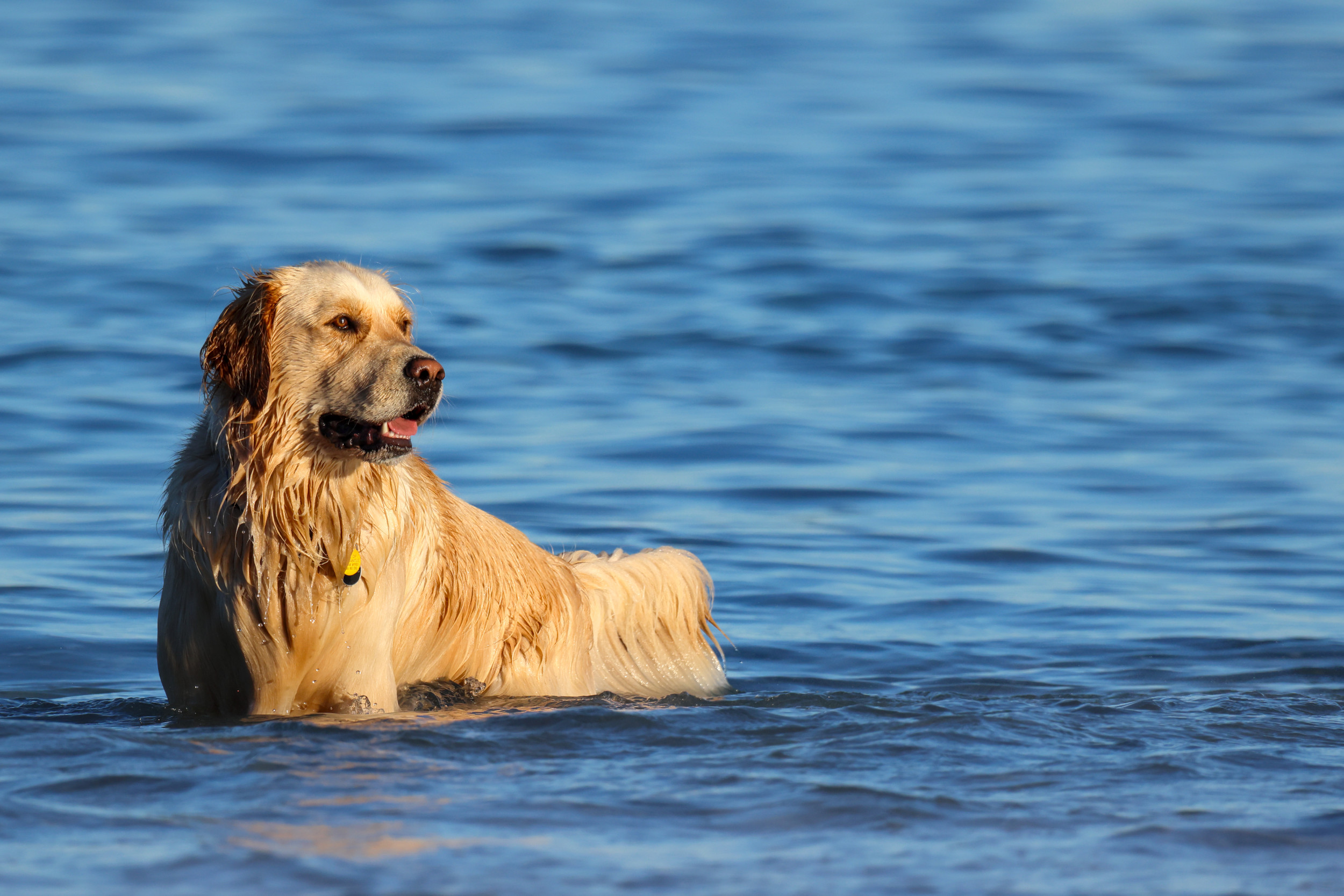 Dog Goes for Swim in Ocean, Shock Over Who’s Ready To Play [Video]