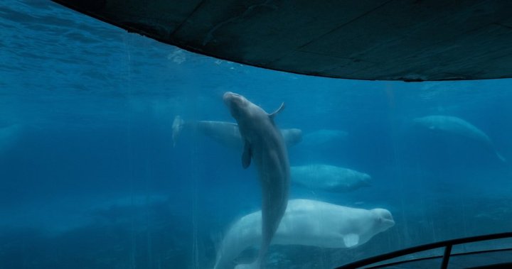 Ontarios main party leaders pledge to help whales at Marineland [Video]