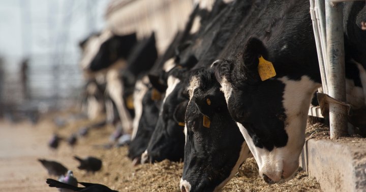 1st human bird flu case in Nevada linked to dairy cow exposure – National [Video]