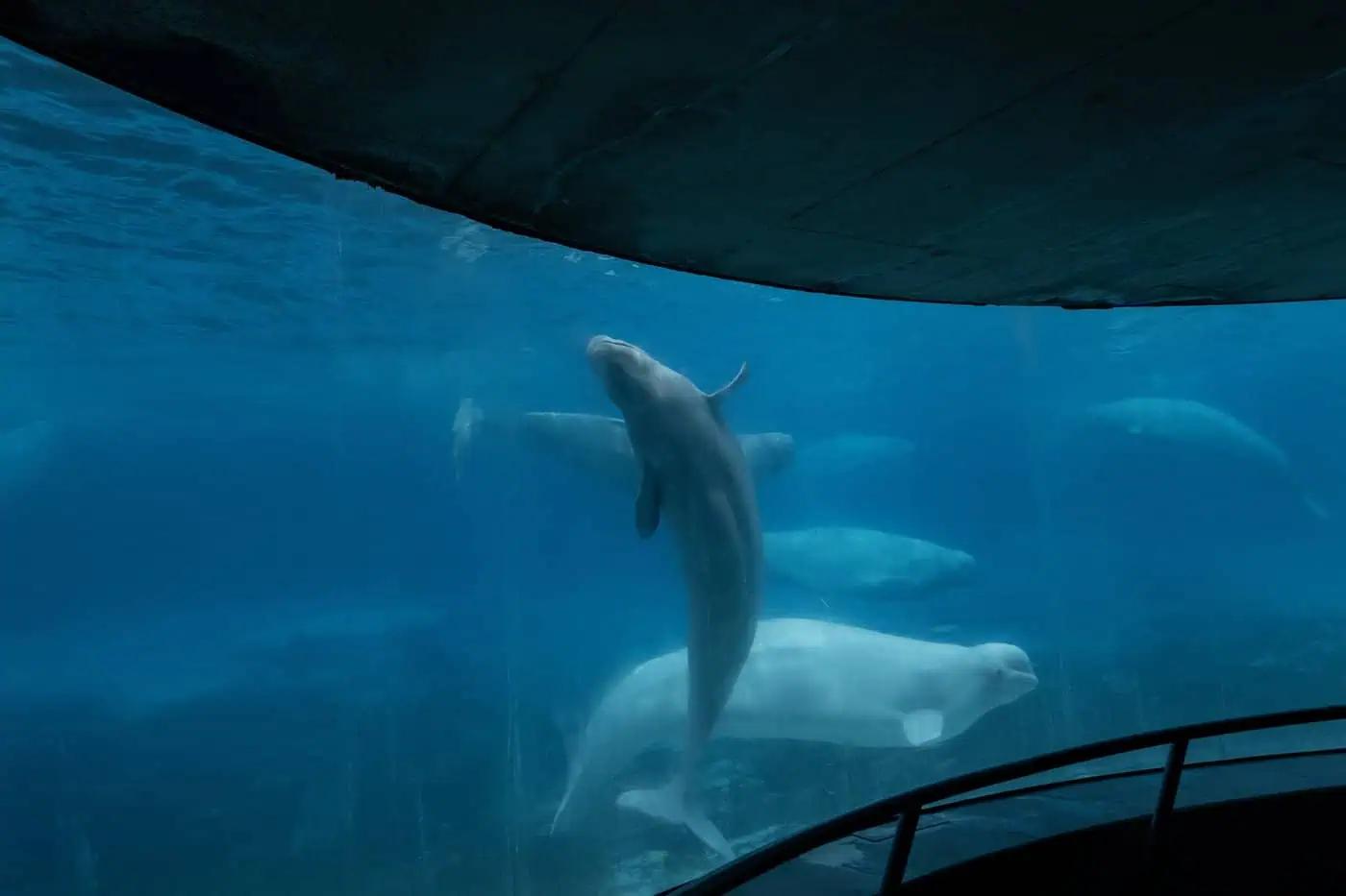 Ontario’s main party leaders pledge to help whales at Marineland [Video]