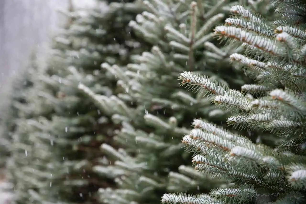 Feb. 11 weather: Up to 5 cm of snow ahead of storm on the way in southern Ontario [Video]