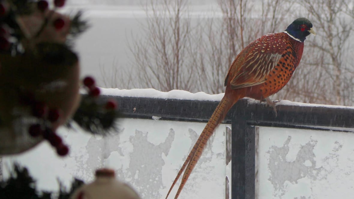 Pheasants thriving in Souris area of P.E.I., with a little help from some friends [Video]