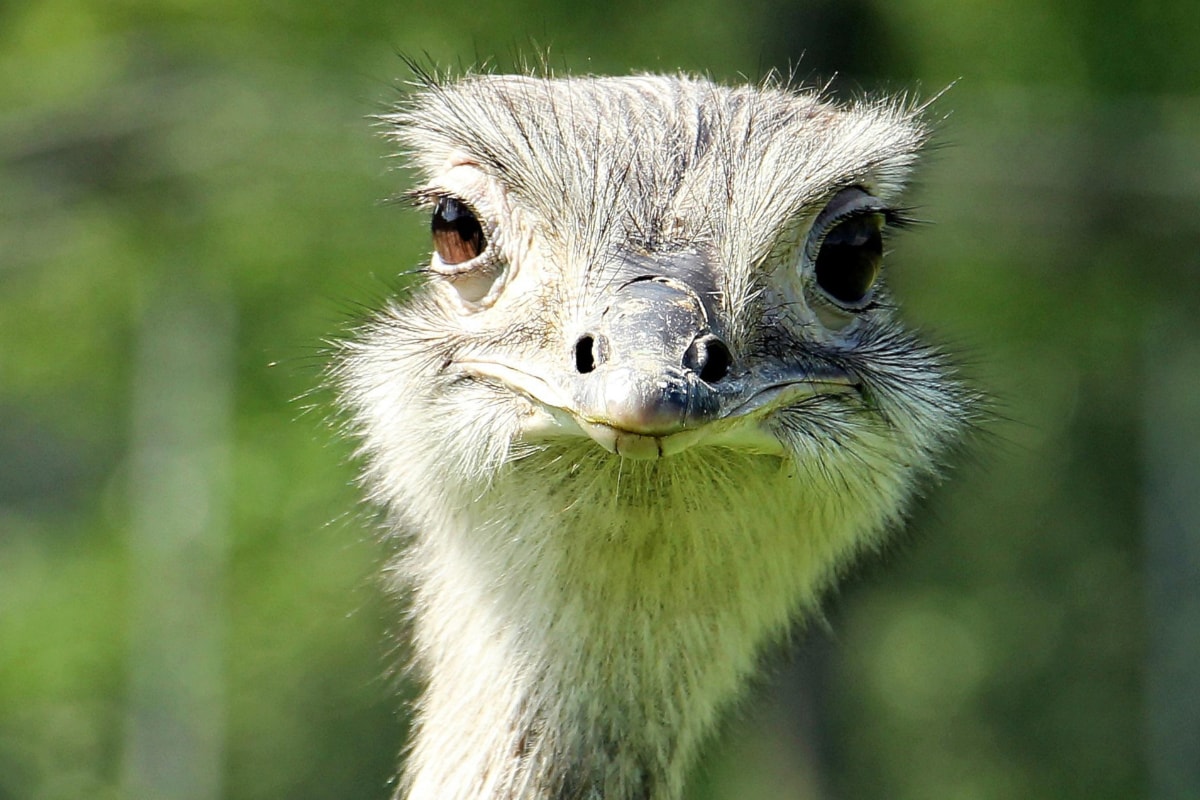 B.C. ostrich-cull lawyer says farm’s case could set precedent [Video]