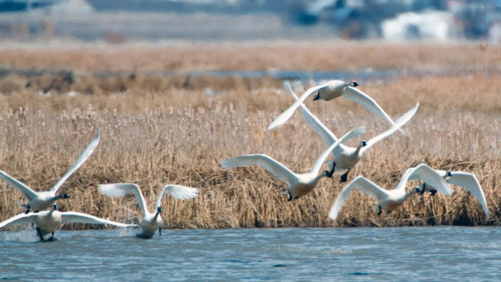 View migrating swans at these three Utah wildlife areas [Video]