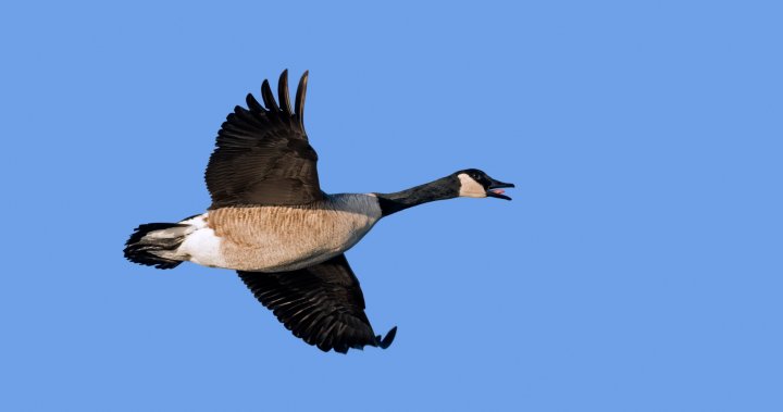 Dead geese spark bird flu fears as migration fuels outbreak risk in Canada – National [Video]