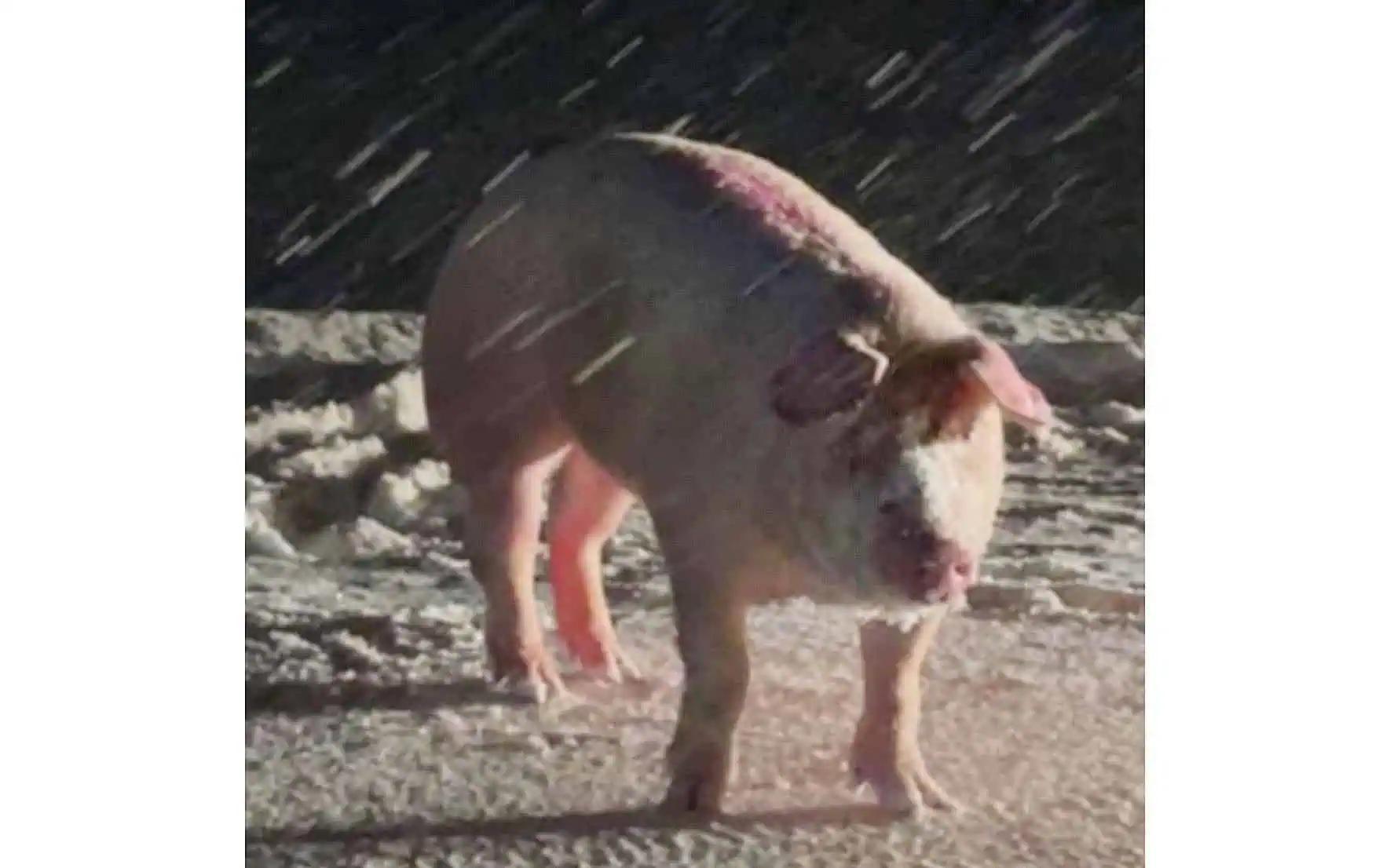 Pig lost its way during snowstorm in Ontario [Video]