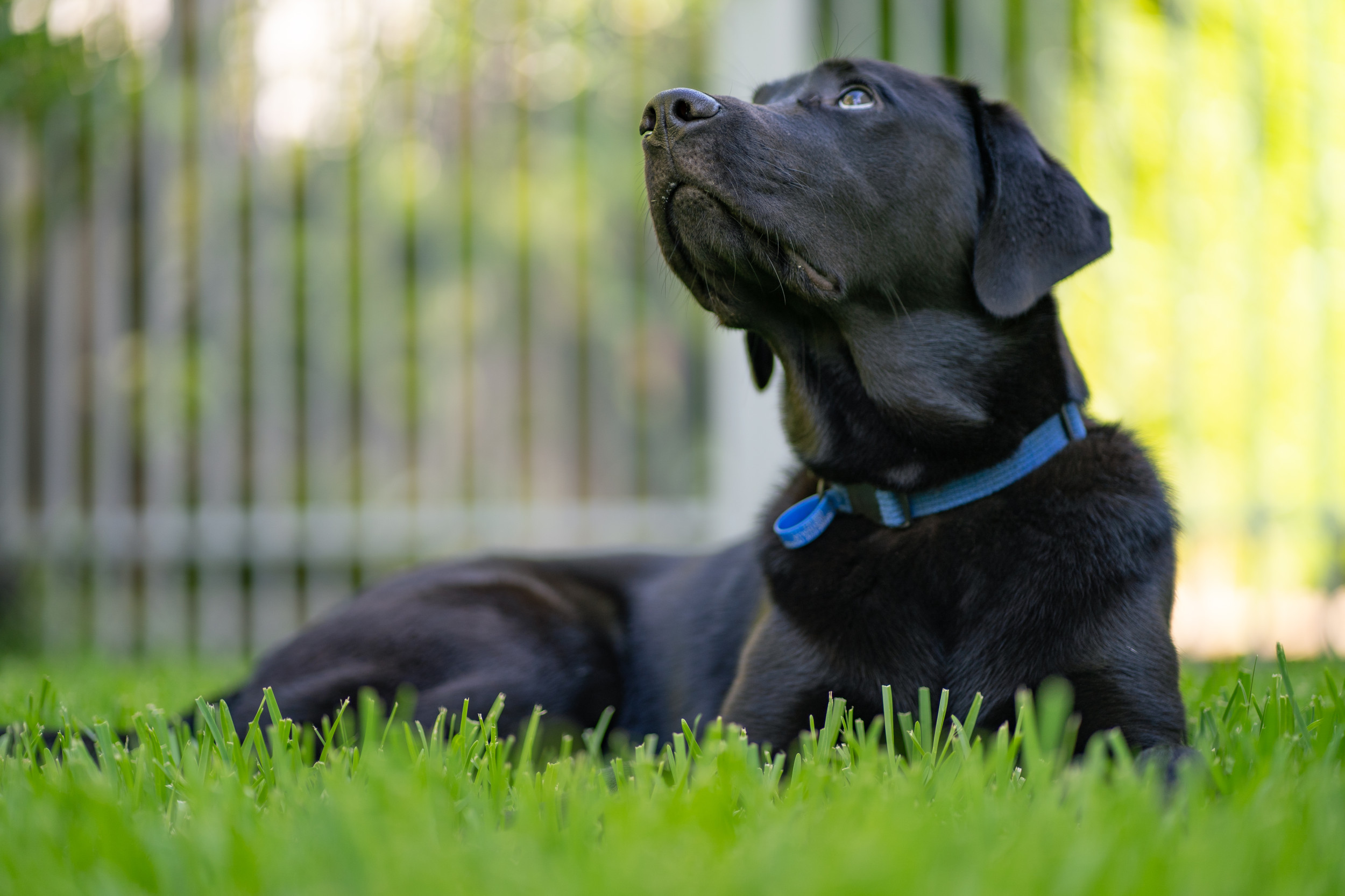 How ‘Apartment Dog’ Responds to His Own Backyard Goes Viral [Video]