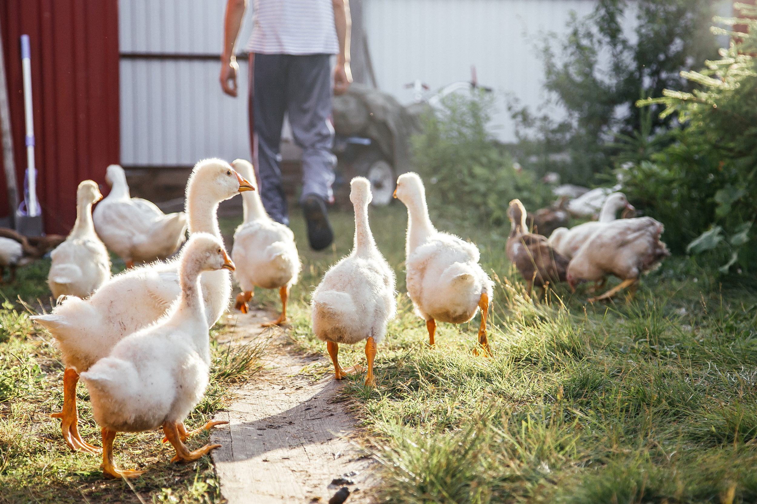 Owner Fakes Fainting, Geese React Like It’s the End of the World [Video]