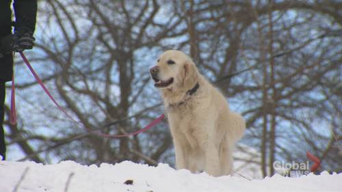 Toronto Kids Enjoy Extended Snow Day Break [Video]