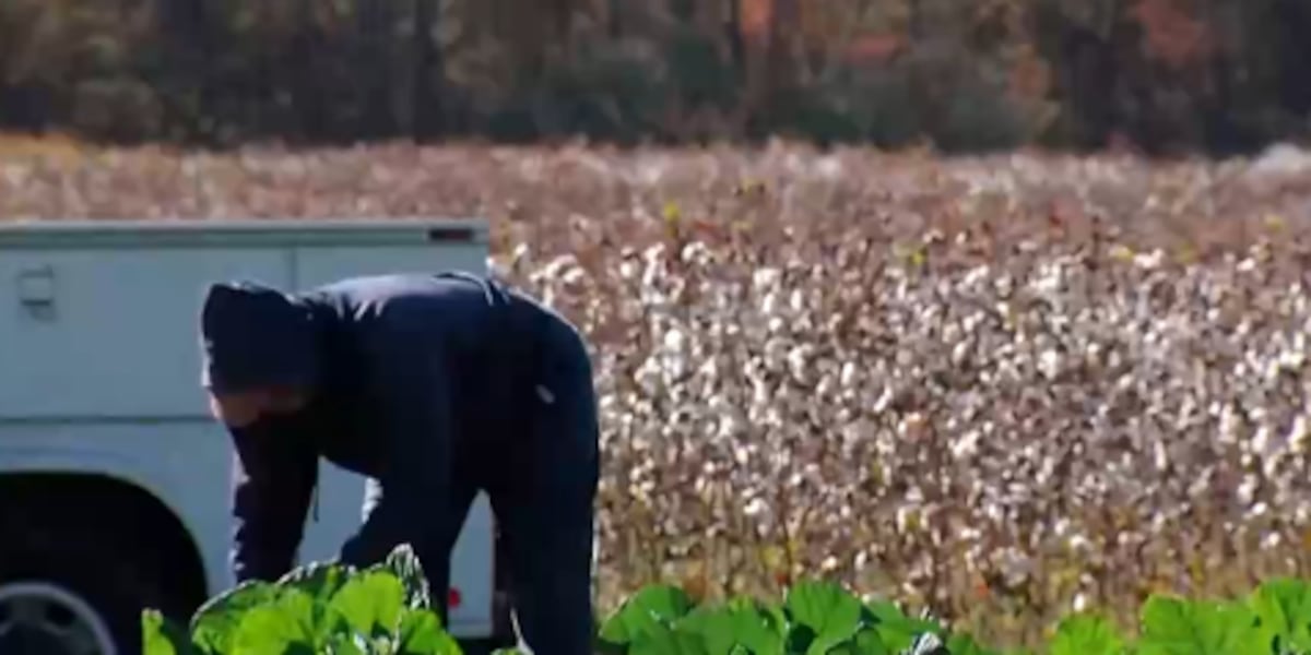 North Carolina cotton farmer wants Black people to embrace the plant [Video]