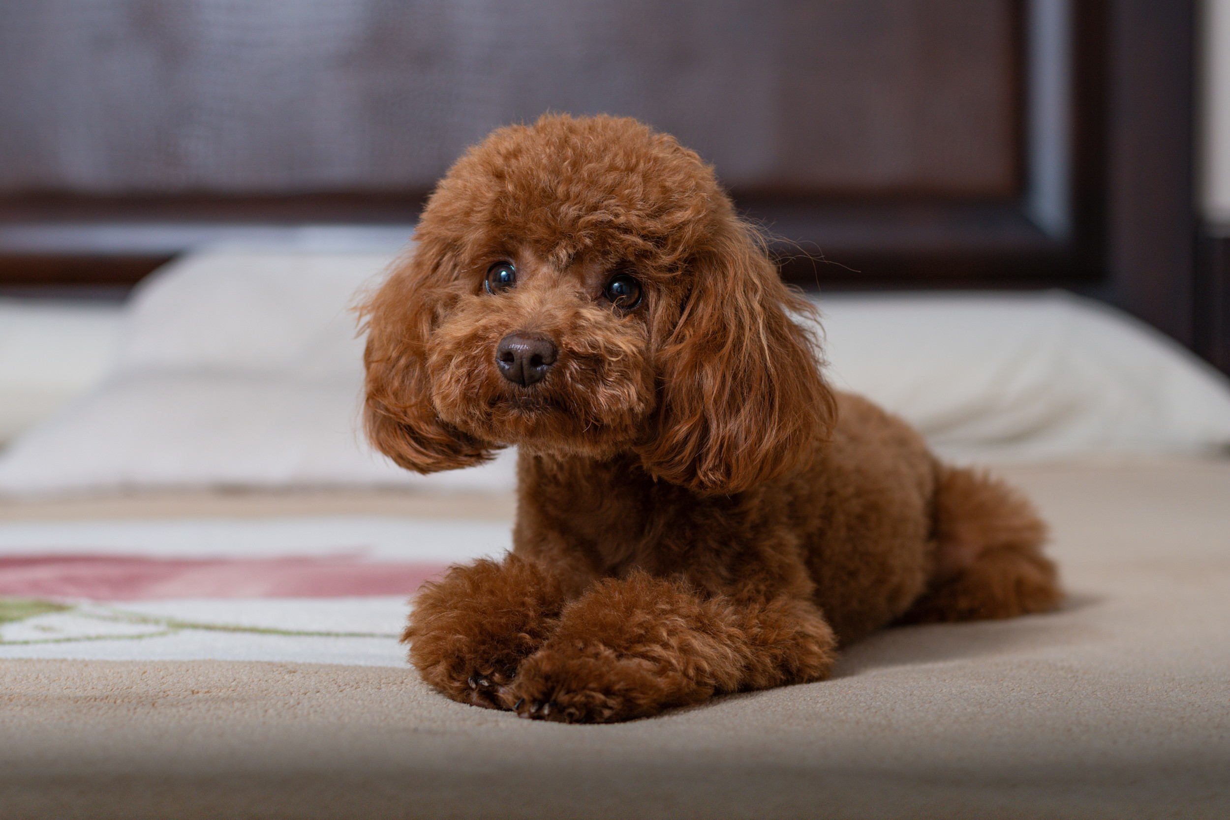 Owner Worried About Leaving Dog Home AloneThen Checks Pet Cam [Video]