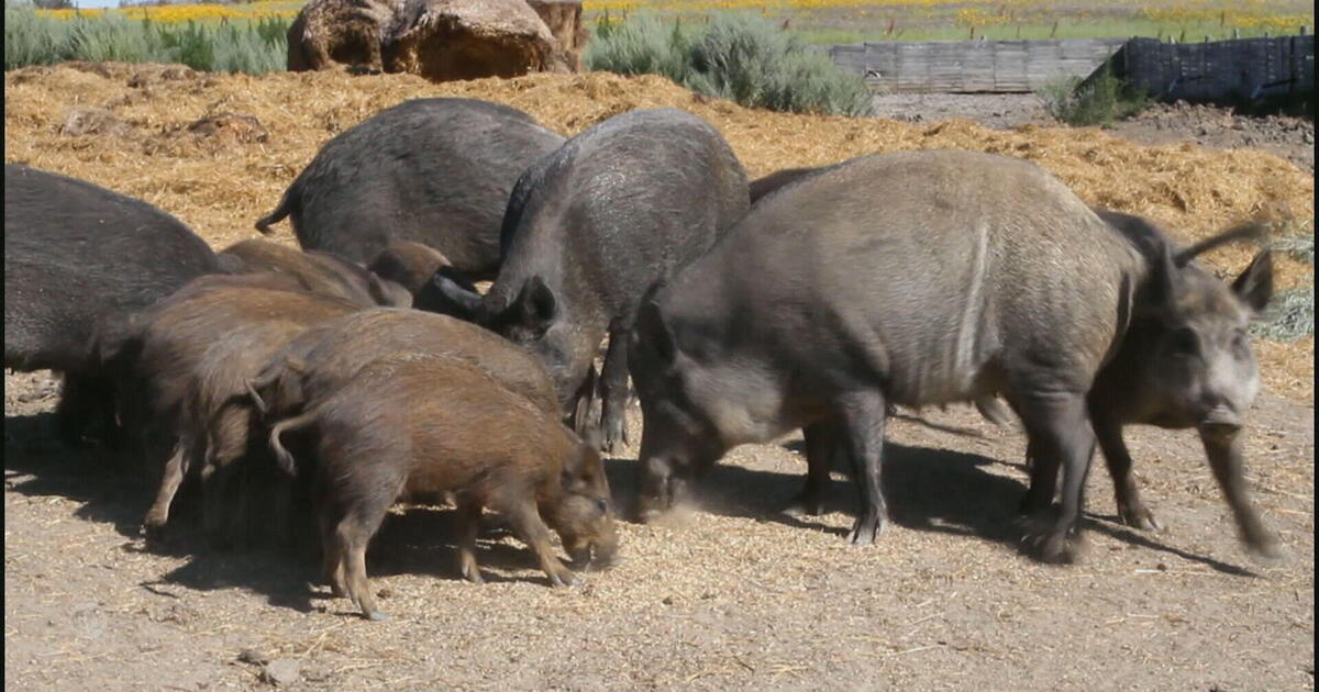 Why U.S. ranchers and farmers are alarmed about Canada’s destructive “super pigs” [Video]