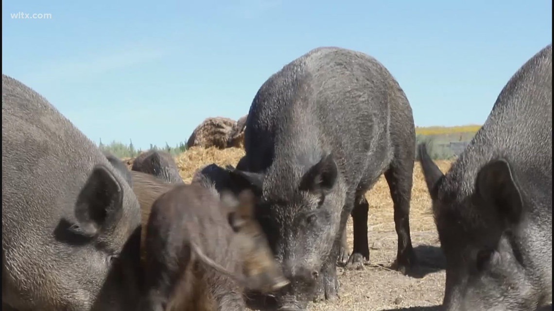 Super pigs from Canada raise new concerns for U.S. farmers and ranchers [Video]