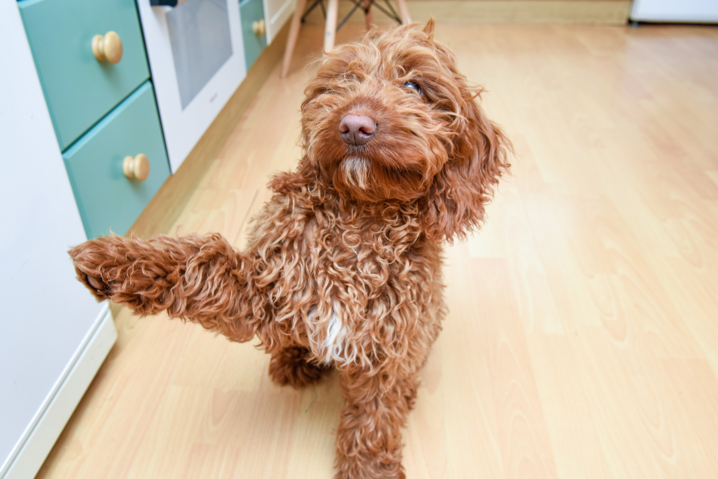 Laughter As Owner Gets Dog Talking ButtonsHas Instant Regret [Video]