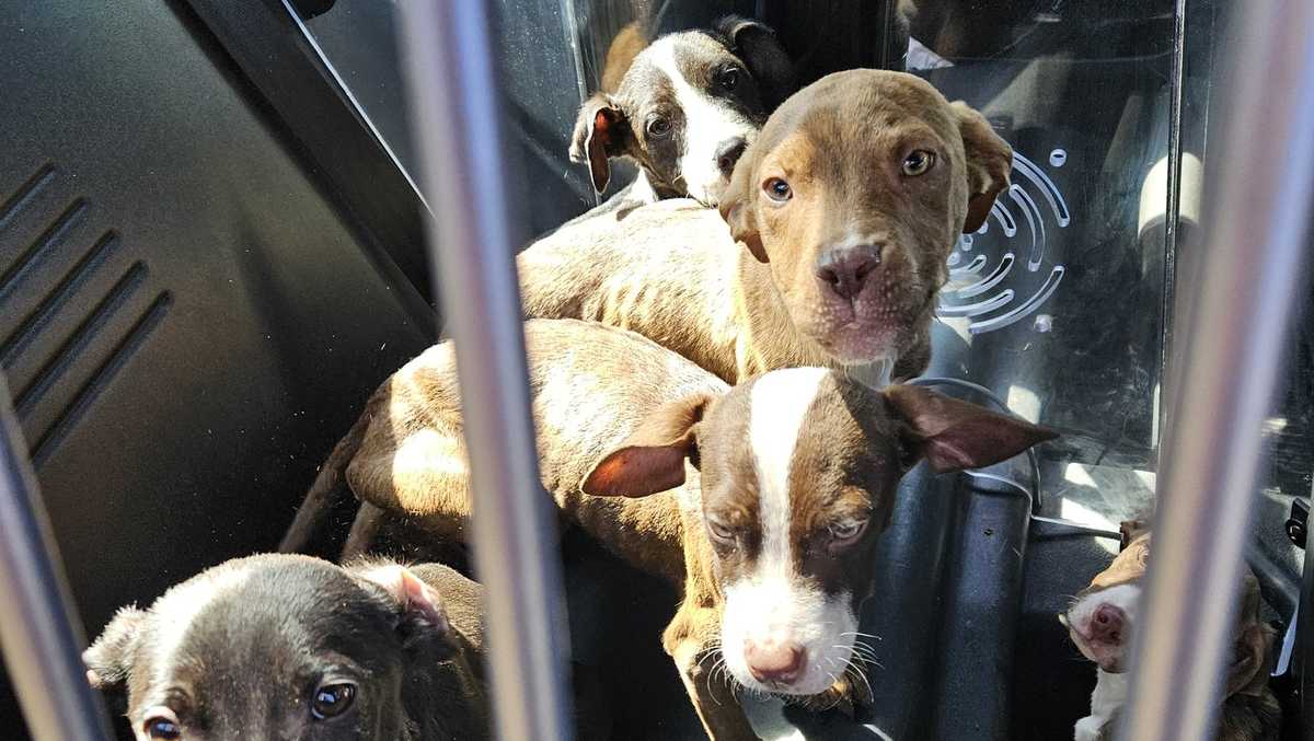 21 dogs seized from deplorable conditions in North Carolina [Video]