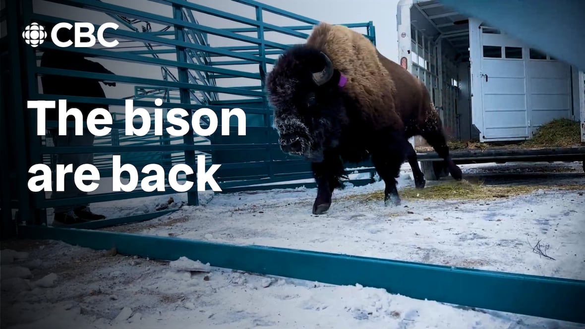 Yellowstone bison come to Canada [Video]