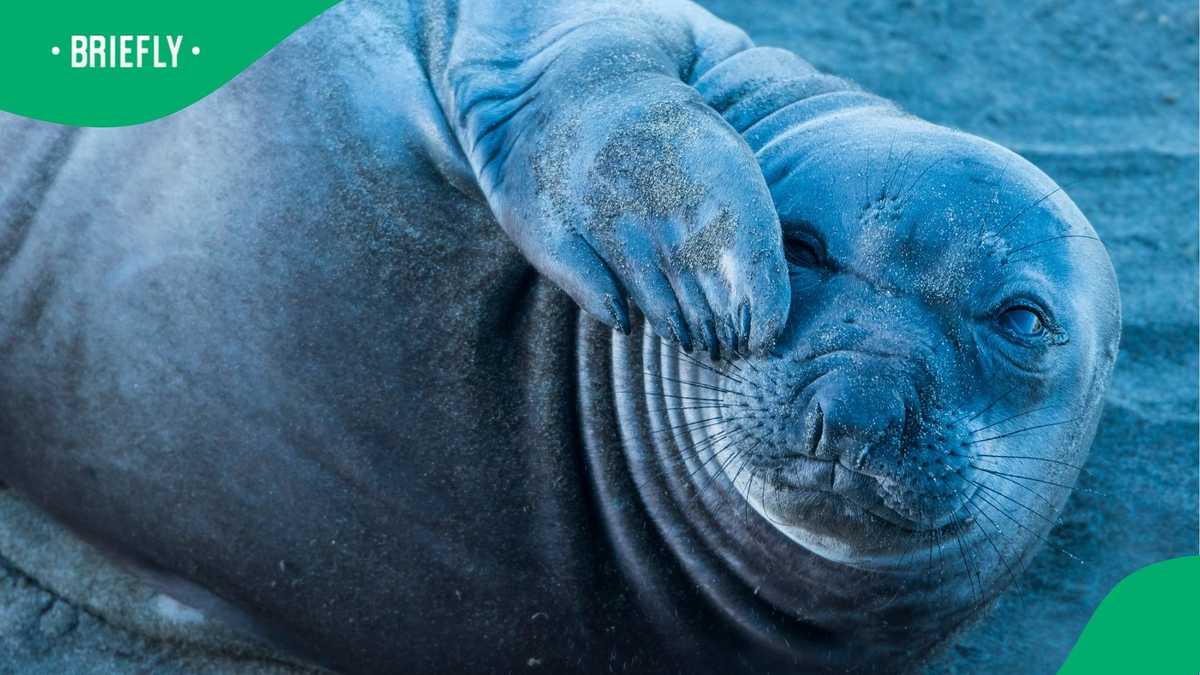 Not Common in South Africa: Cape Town Beachgoer Spots Giant Elephant Seal [Video]