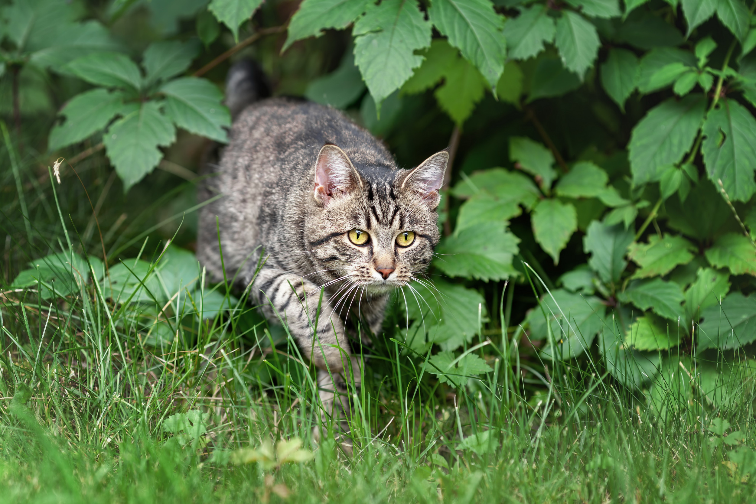 Valet Driver Starts Feeding Stray Cat-6 Months Later She’s Family [Video]