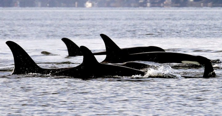 A girl! Good news for J-pod, as new orca calf is female [Video]