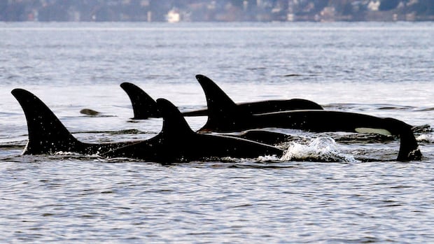 In good news for J-pod, new killer whale calf is a female [Video]