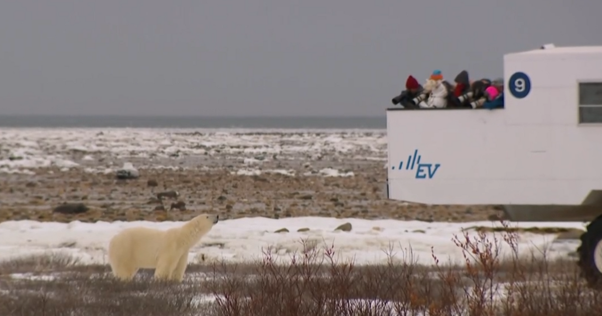 Why ice loss in the Arctic is threatening polar bear populations [Video]