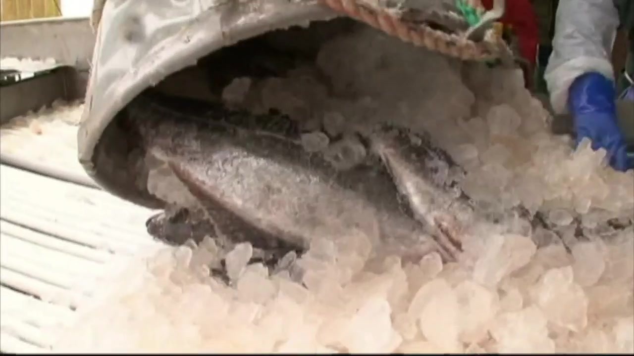 Increased tariffs could cause concern for fishermen in Gloucester – Boston News, Weather, Sports [Video]