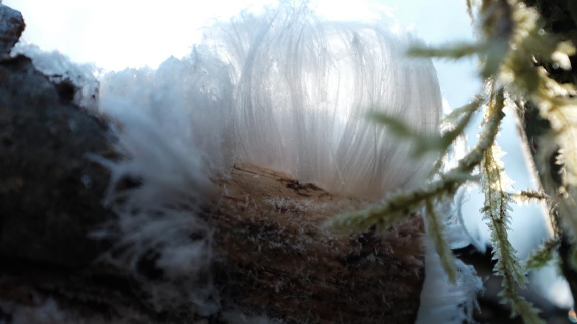 Hair ice: a PNW phenomenon that forms under specific circumstance [Video]