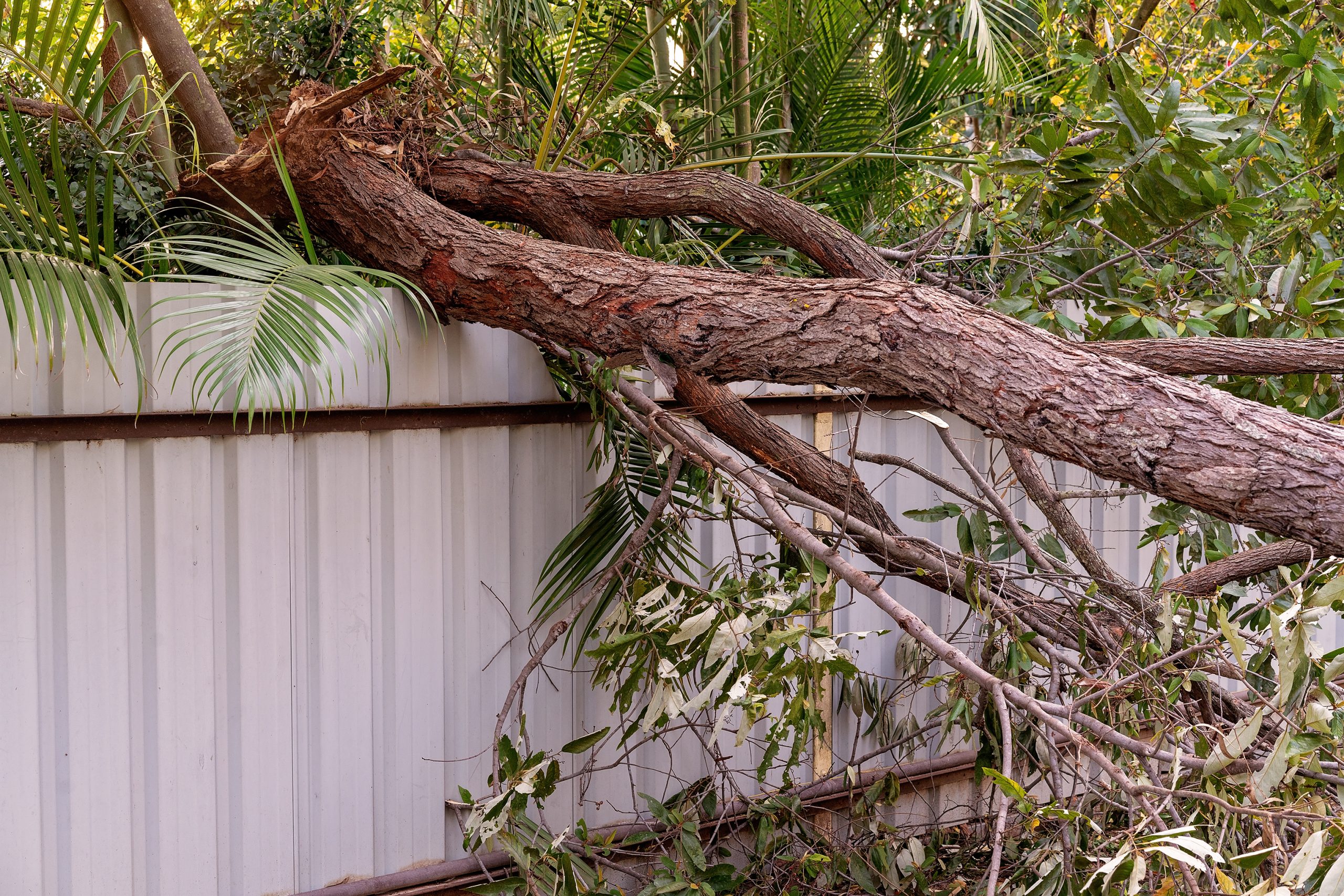 Terrifying Moment Tree Crashes on Home Deck Caught On Security Camera [Video]