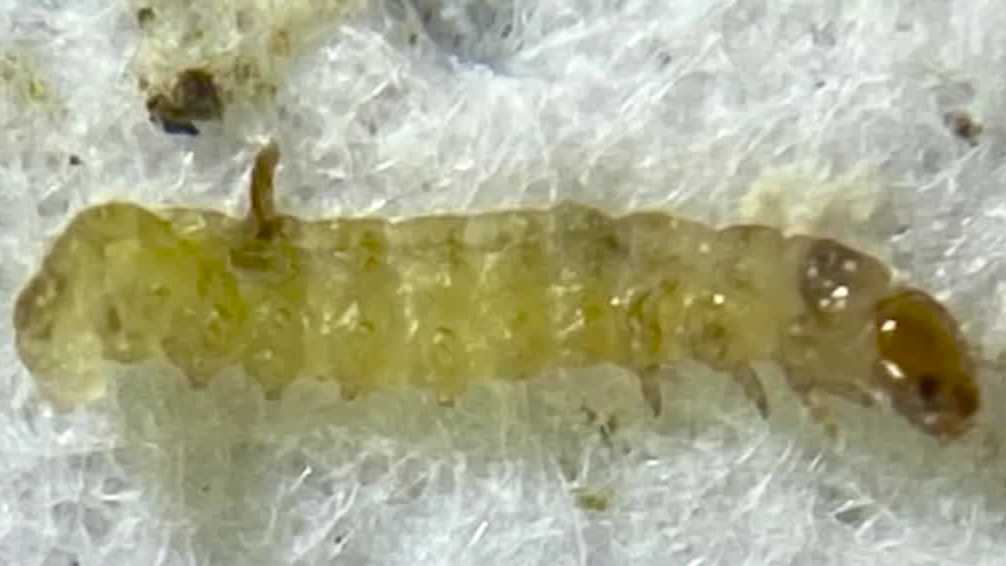 Understanding the impact of a Spruce Budworm outbreak [Video]