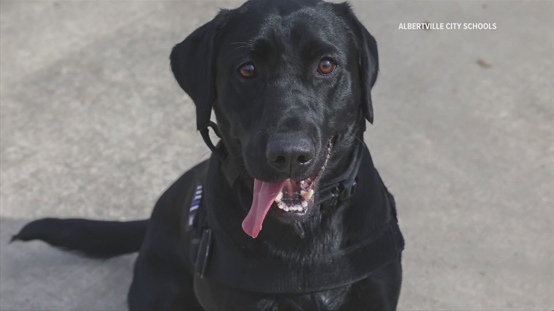 Albertville High School gets new K-9 officer [Video]