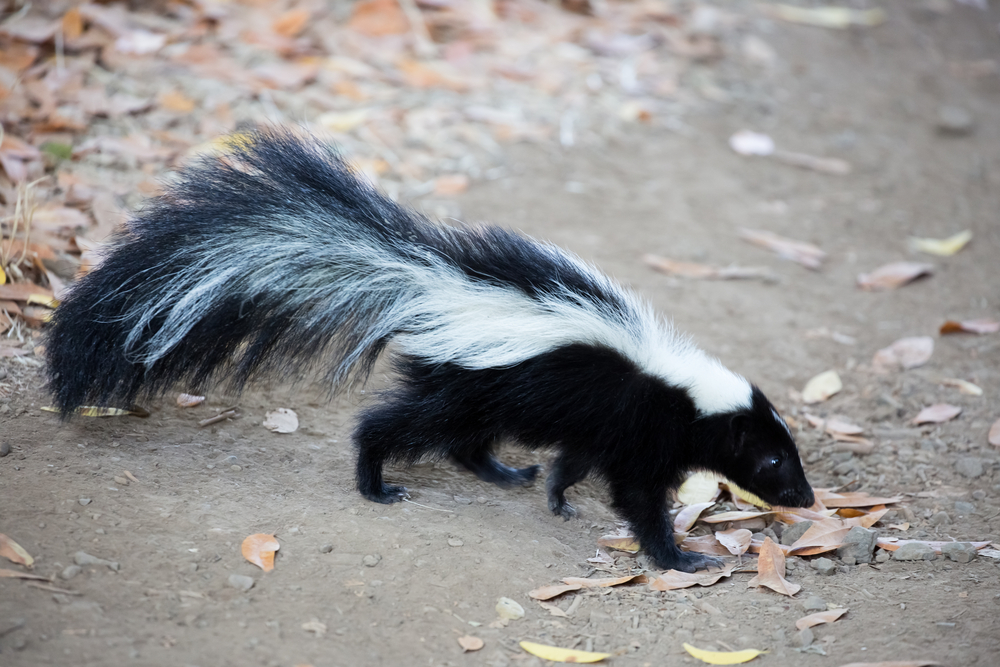 Mounties save skunk with Tim Hortons cup stuck on its head [Video]