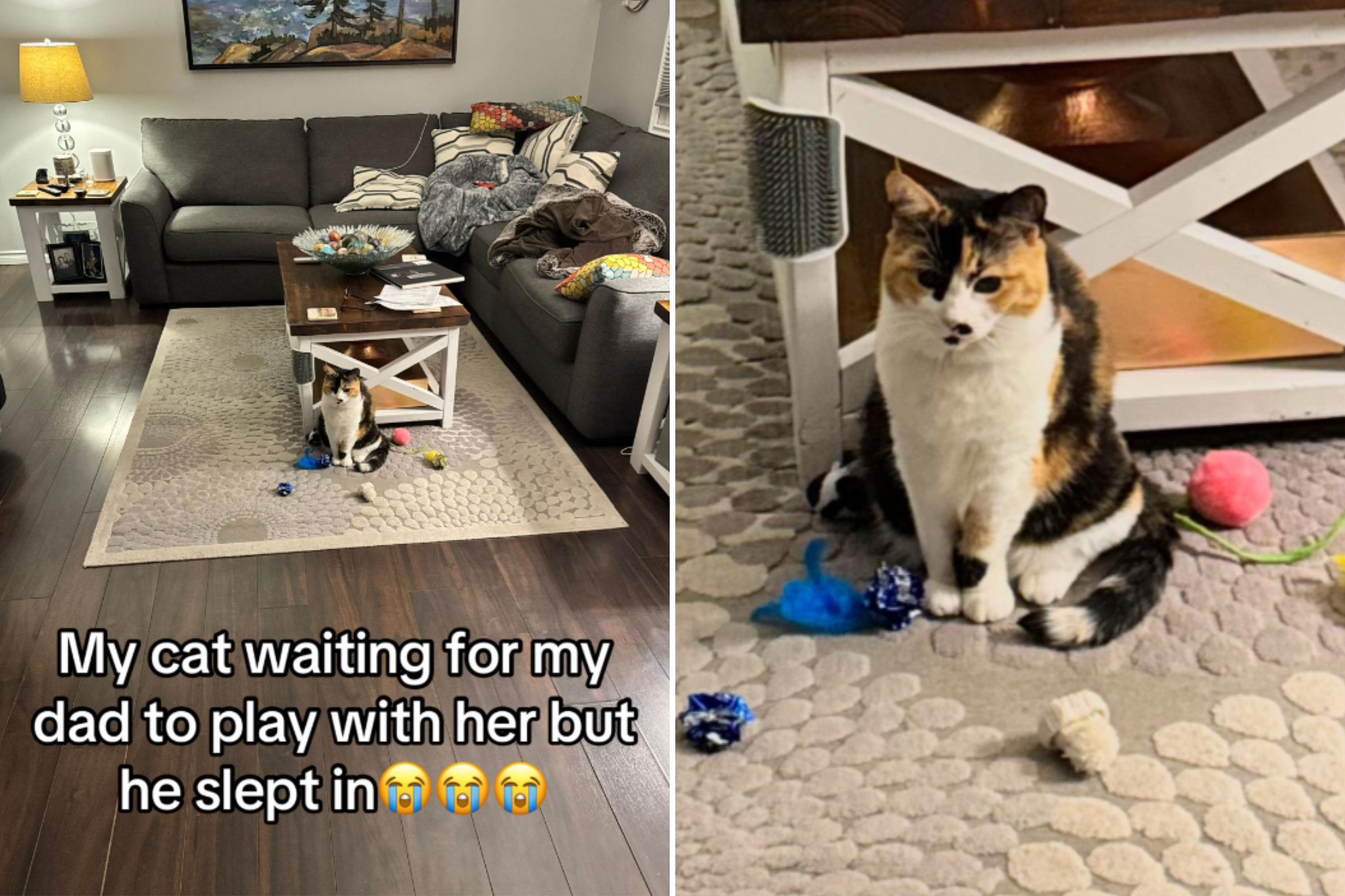 Tears As Cat Waits 30 Minutes for Owner To Playbut He’s Nowhere To Be Seen [Video]