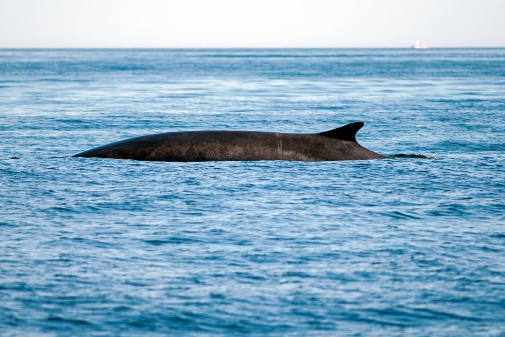 Giant fin whale surfaces inches from Quebec tour boat [Video]